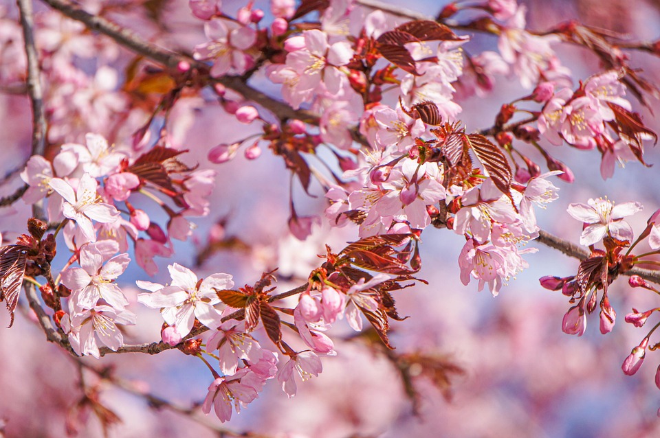 Cherry Blossom Flowers Spring Pink - Free photo on Pixabay - Pixabay