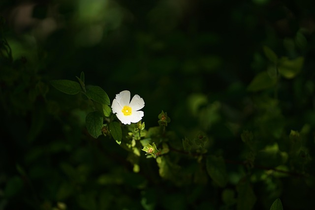 Free Nature Spring photo and picture