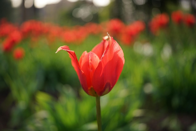Free Tulip Flower photo and picture