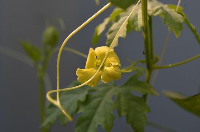 Free Food Bittergourd photo and picture