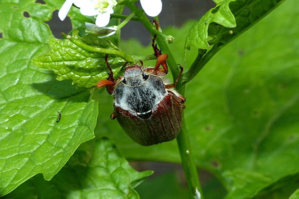 May Back Insect May Beetle Cockchafer Insect The - Free photo on Pixabay - Pixabay