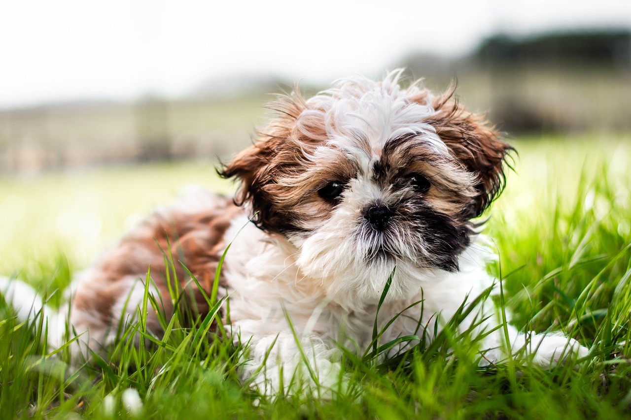 100 Free Shih Tzu Dog Photos Pixabay