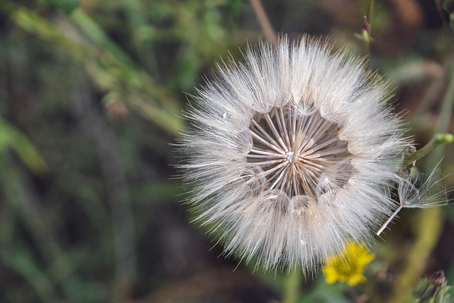 Free Dandelion Plant photo and picture