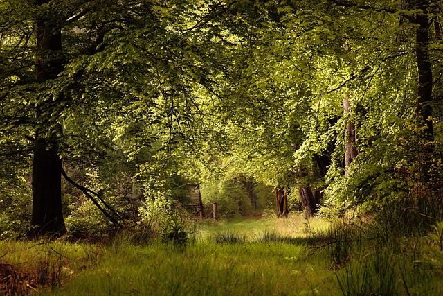 Free Forest Glade photo and picture