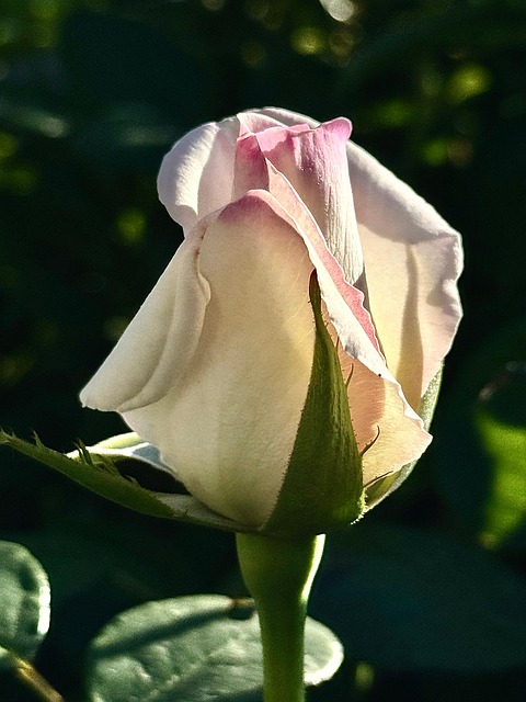 Rose, Frühling, Sommer, Natur