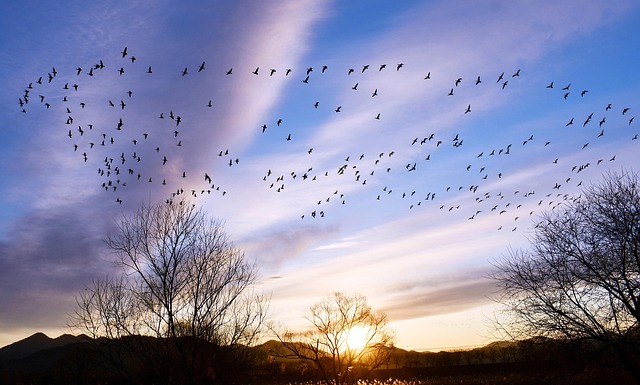 Alvorecer Visitante Céu - Foto gratuita no Pixabay