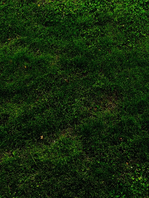 Grama, Groente, Natuur, Vloeren, Groen