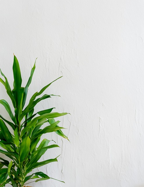 Natur, Grøn, Plante, Blad, Hvid, Væg