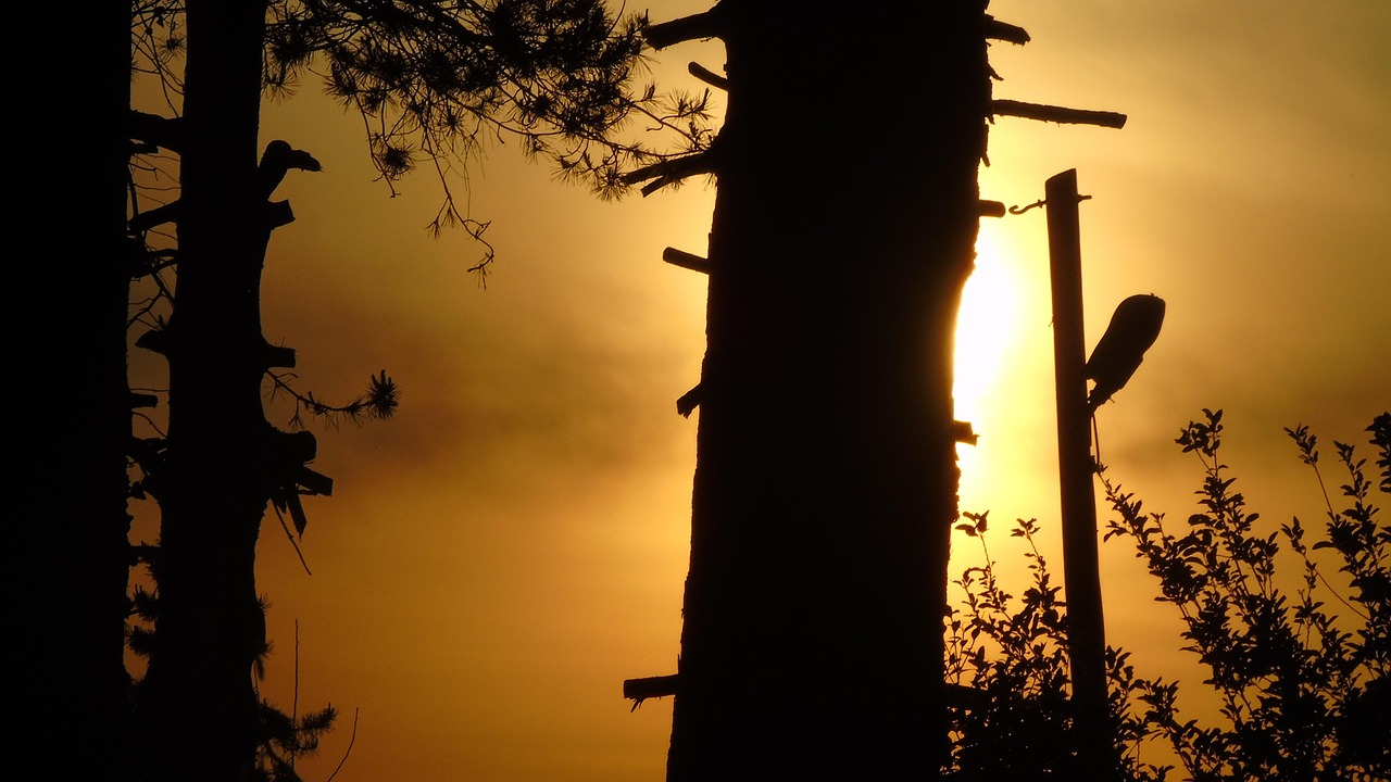 Direct Tree Sun - Free photo on Pixabay