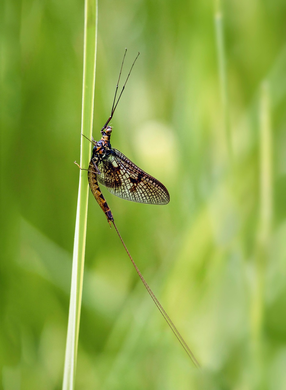 50+ Free Mayflies & Mayfly Images - Pixabay