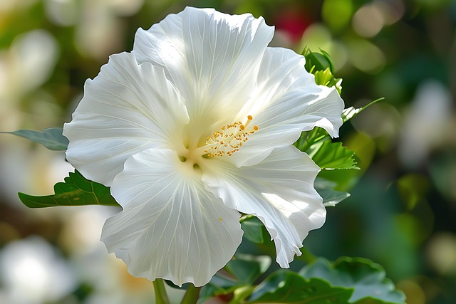 Free flower hibiscus botany illustration