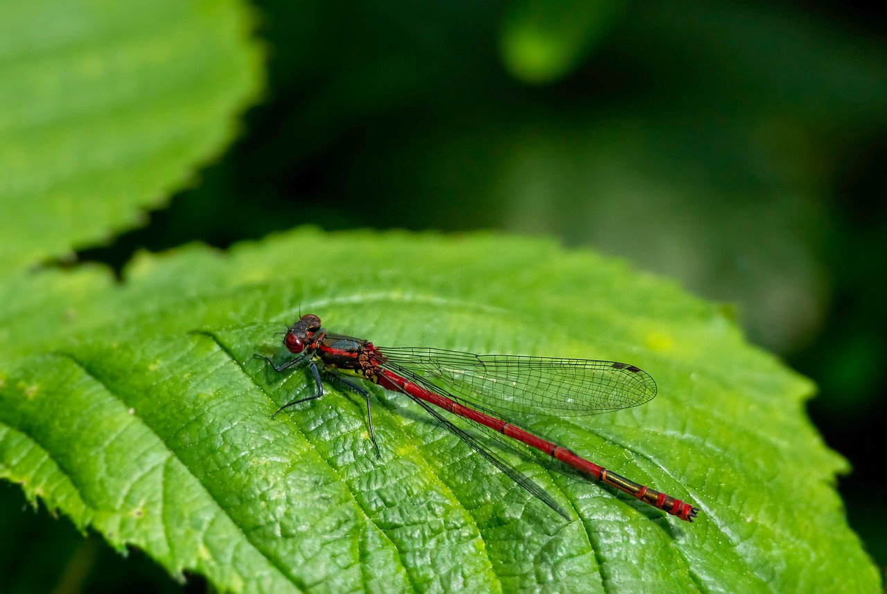Insect Damselfly Entomology - Free photo on Pixabay - Pixabay