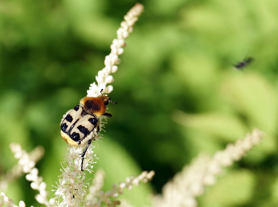Insecto Entomología Especies Fauna - Foto gratis en Pixabay