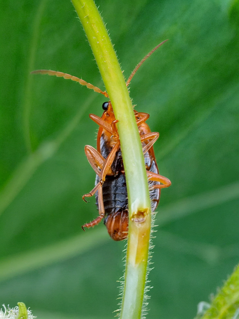 Free insect bug macro illustration