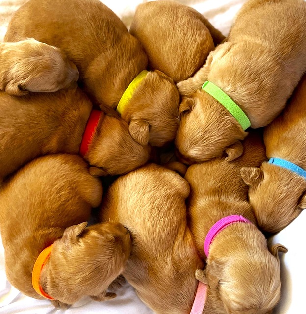 Hvalpe, Golden Retrievere, Kraver