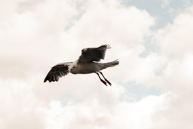 Free Bird Nature photo and picture