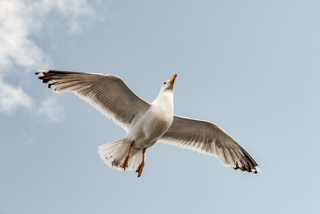 Free Bird Seagull photo and picture