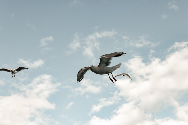 Free Seagull Nature photo and picture