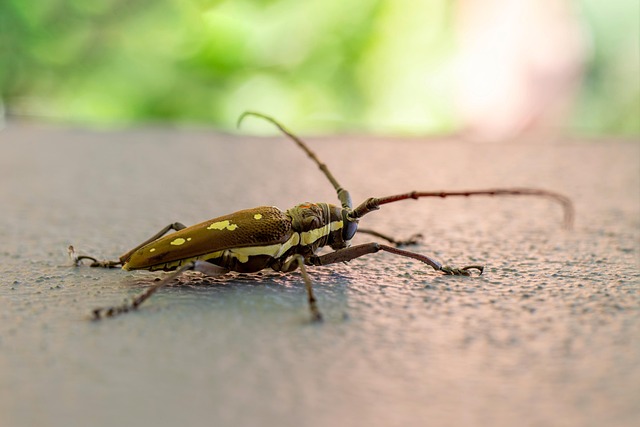Rubbery Insect Rubber Root Borer Beetles Insects - Free photo on Pixabay