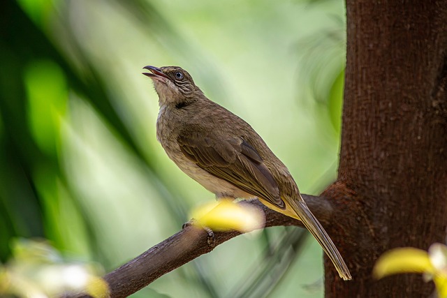 Free Steak-Eared Bulbul Bird photo and picture