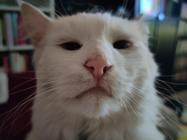 Kater, Katze, Haustier, Nahaufnahme