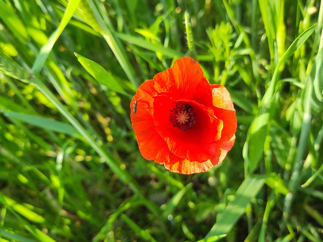 Blume, Mohnblume, Natur, Insekt, Spring