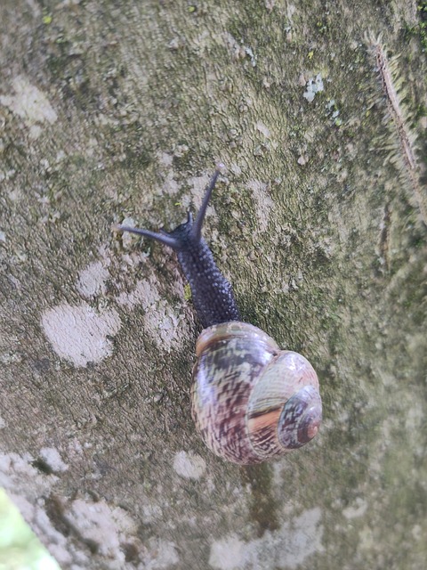 Schnecke, Schneckenhaus, Baum, Garten