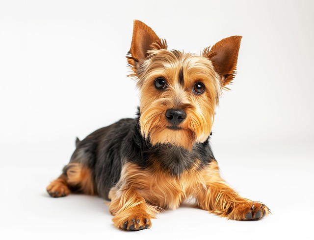 Download free HD stock image of Ai Generated Nature Free ai generated nature yorkie illustration