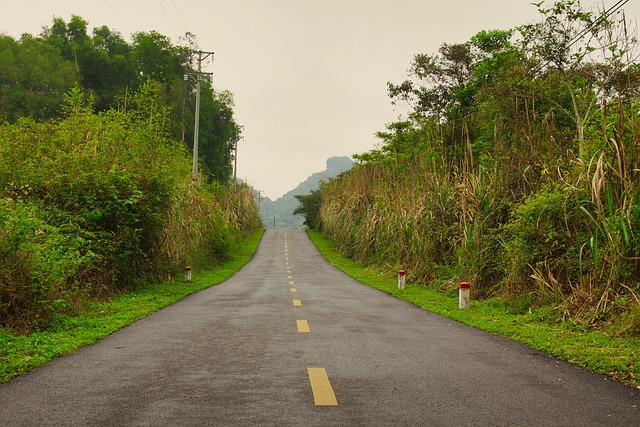 Free Street Forest photo and picture