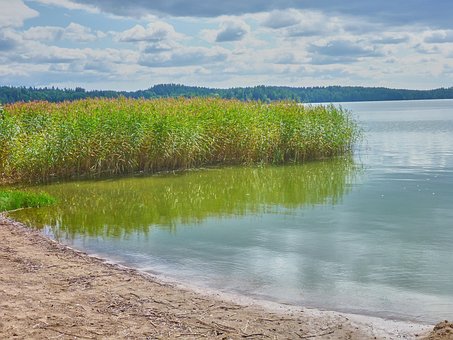Finland, Meer, Een Bed Van Riet