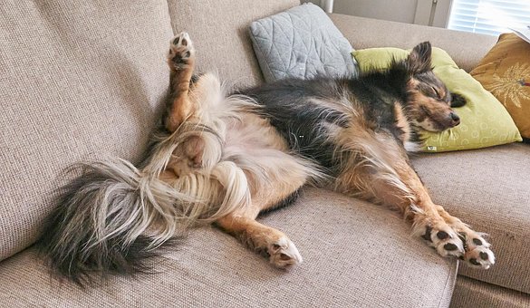 Hond, Slapen, Op De Bank