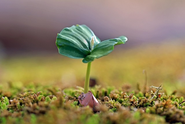 Free Beech Seedling photo and picture