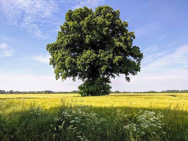 Free Tree Field photo and picture