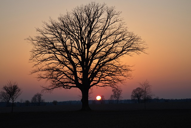 Free Nature Sun photo and picture