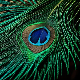 Free Peacock Feathers photo and picture