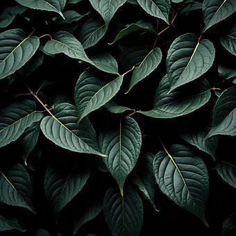 Free Leaves Plant photo and picture