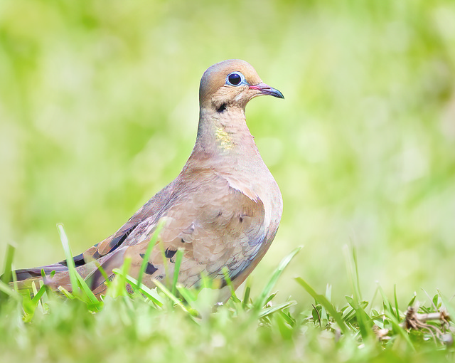 Taube, Vogel, Tier, Federn, Gefieder