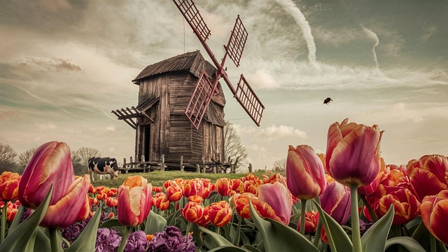 Free Tulips Flower illustration and picture