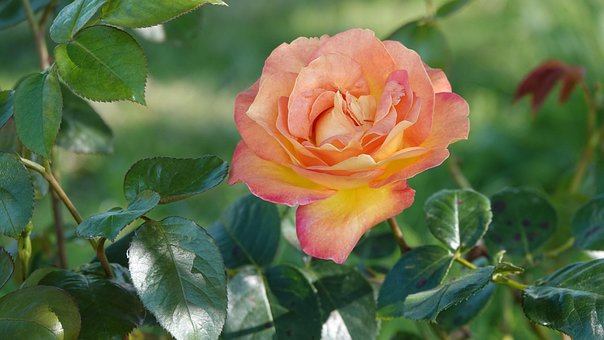 Rosa, Flor, Planta, Pétalas, Bloom
