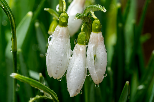 Free Snowdrop Flower Background photo and picture