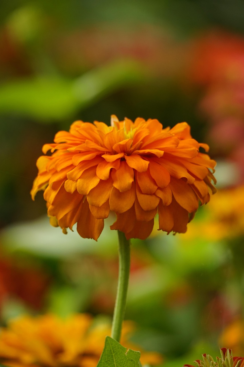 Bunga Bloom Tanaman - Foto gratis di Pixabay - Pixabay