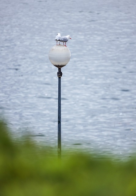Păsări Marine, Păsări, Sydney, Australia