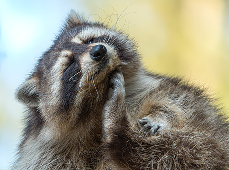 Free Raccoon Animal photo and picture