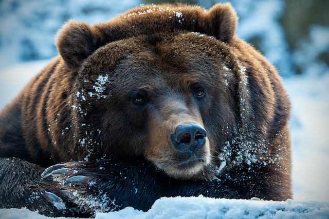 Plus De 60 000 Images De L Ours Brun Et De Ours Pixabay Plus De 60 000 Images De L Ours Brun Et De Ours Pixabay