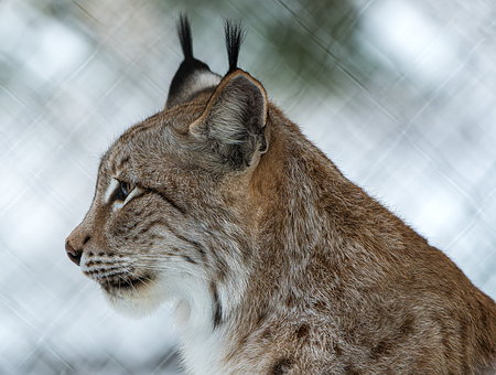 Free European Lynx Lynx photo and picture