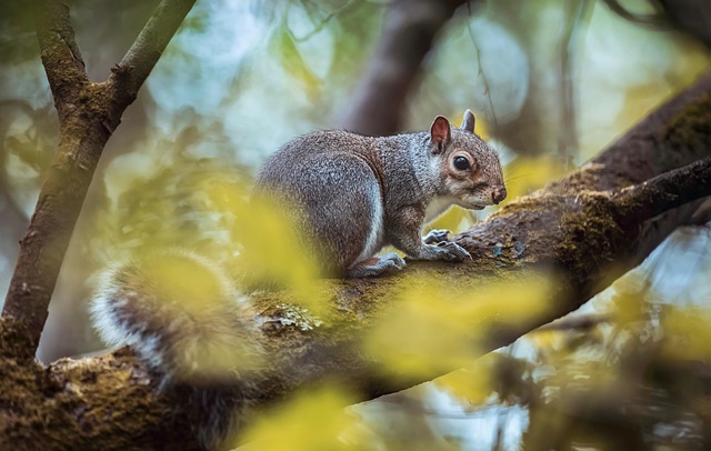 Eichhörnchen, Tier, Wald, Tierwelt