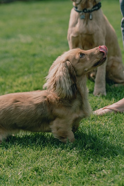 Hund, Haustier, Tier, Fotografie, Sonne
