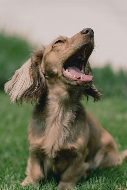 Hund, Haustier, Tier, Hündchen, Sommer