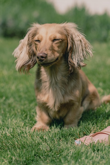 Hund, Haustier, Tier, Hündchen, Sommer