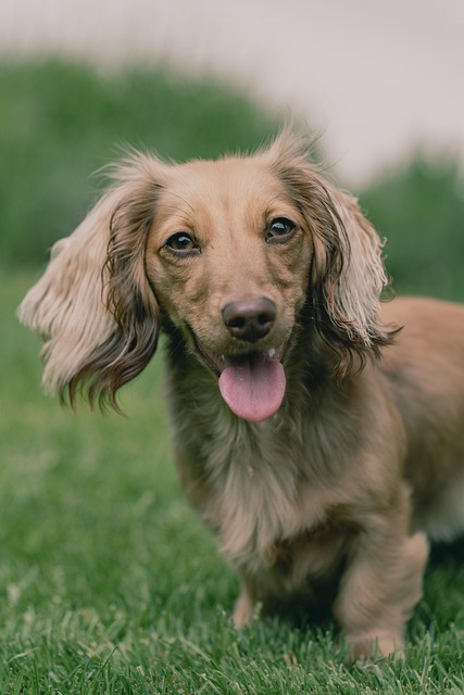 Hund, Hündchen, Haustier, Tier, Sommer
